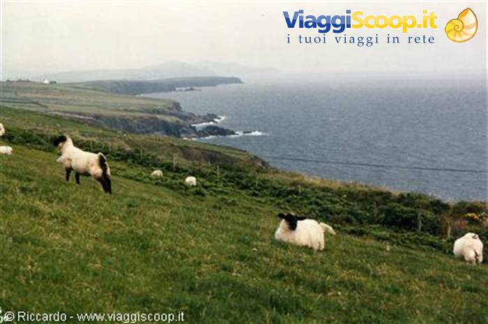 Dingle