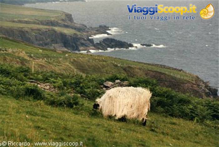 Dingle