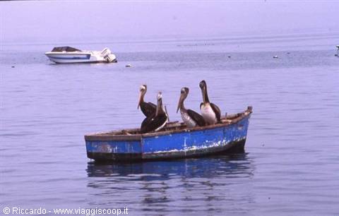 Paracas