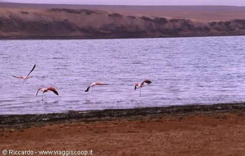 Paracas