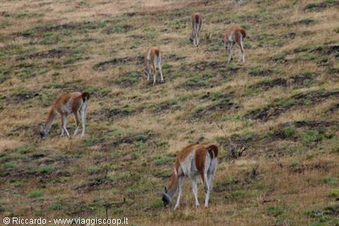 Guanaco