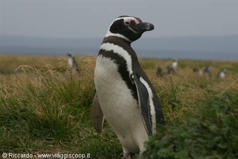 Pinguino di Magellano