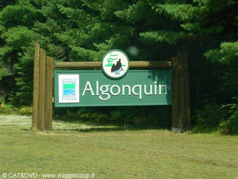 algonquin park