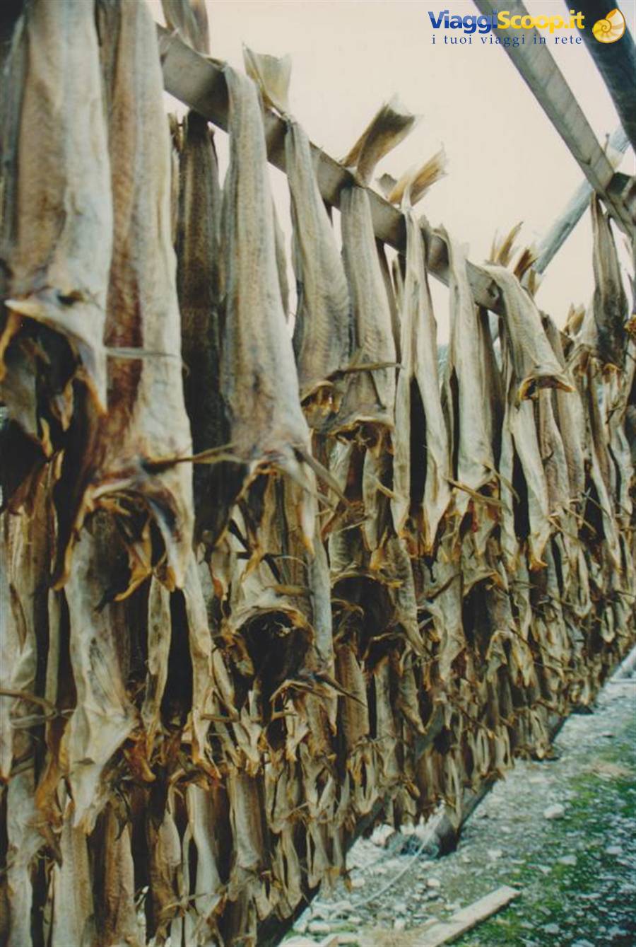 Bacalà in essicazione