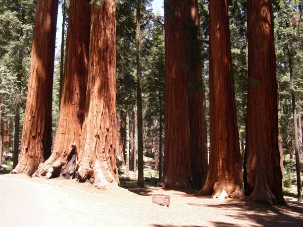 Sequoia N.P.