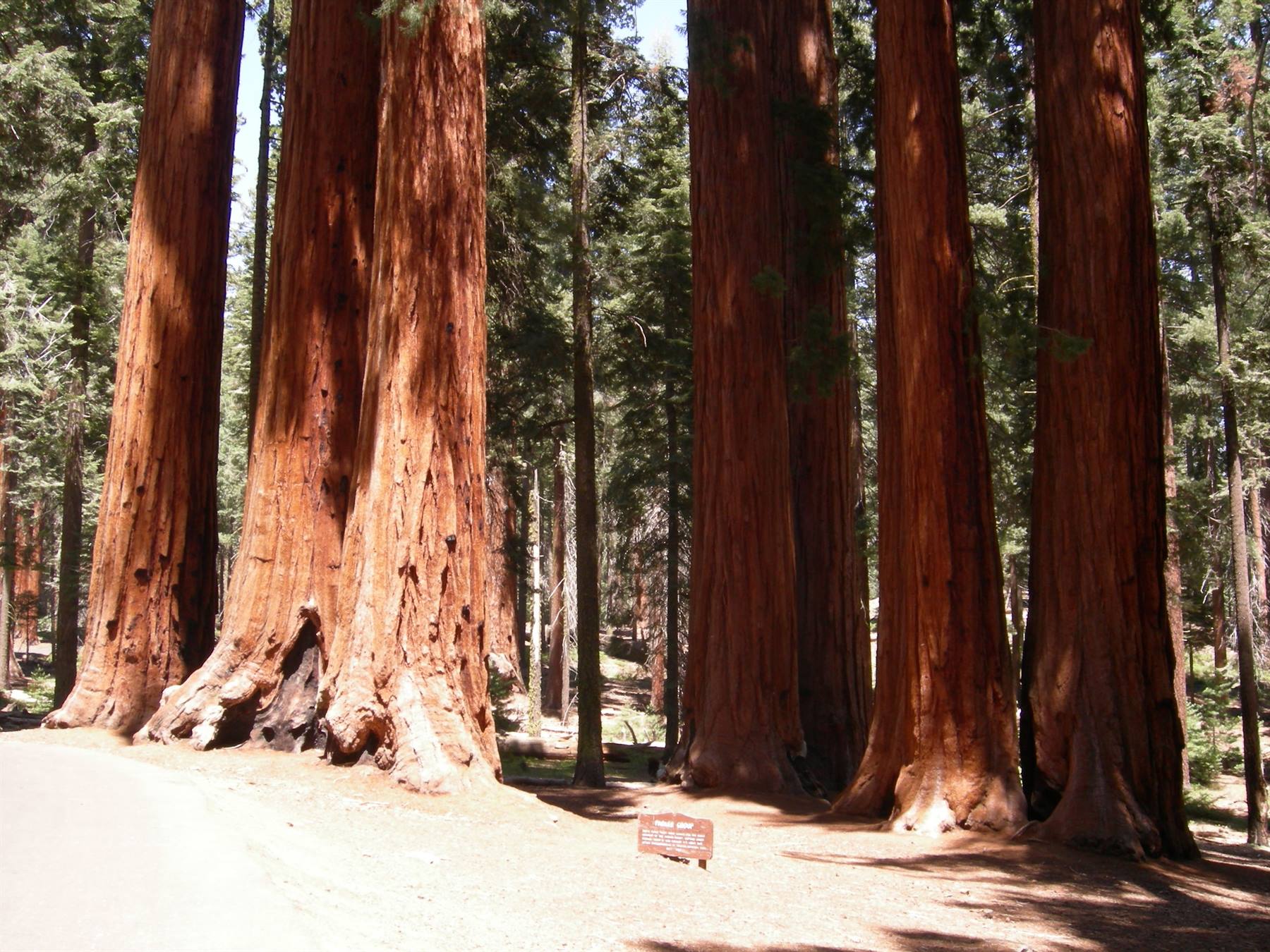Sequoia N.P.