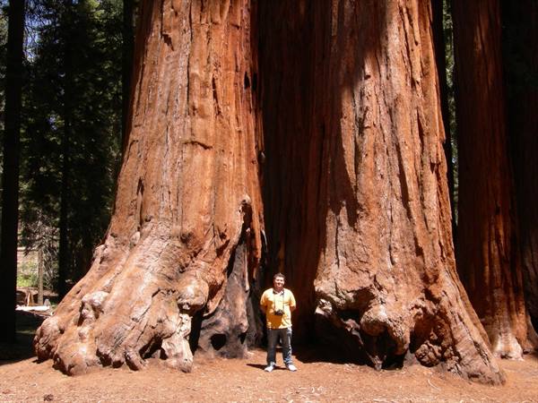 Sequoia N.P.