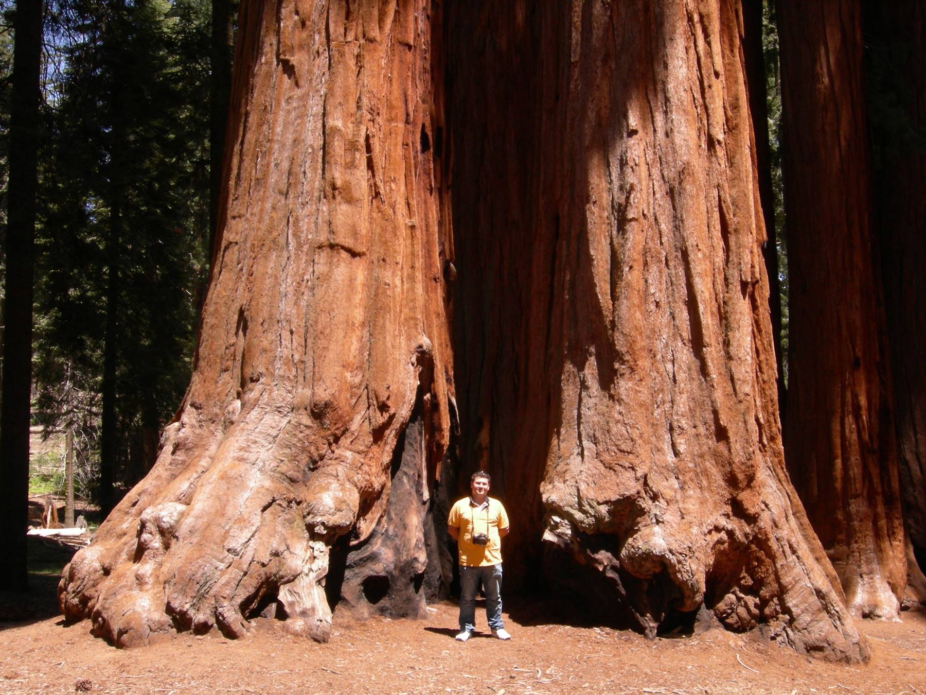 Sequoia N.P.