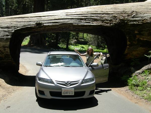 Sequoia N.P.