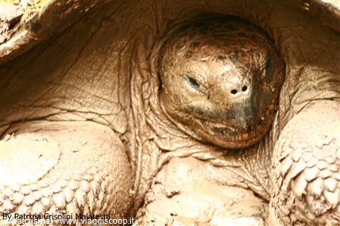 Galapagos, un vero paradiso