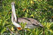Moka Pelican