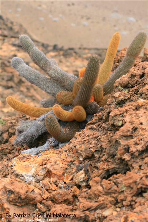 Cactus