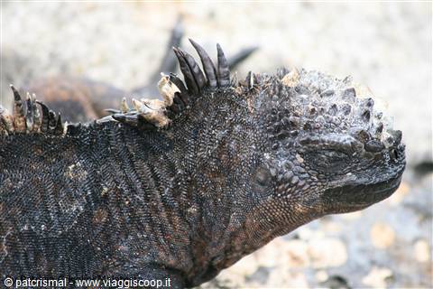 Iguana marina