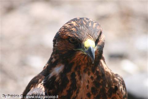 Falco