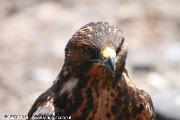 Falco