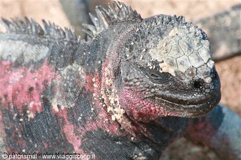 Iguana terrestre