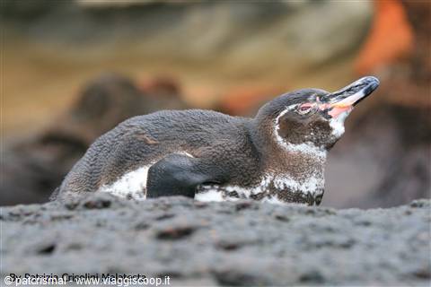 Pinguino