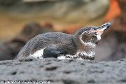 Pinguino
