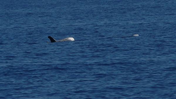 Un grampo - Aeolian Dolphin Research