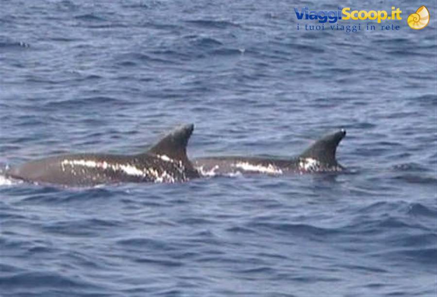 Tursiopi in coppia - Aeolian Dolphin Research