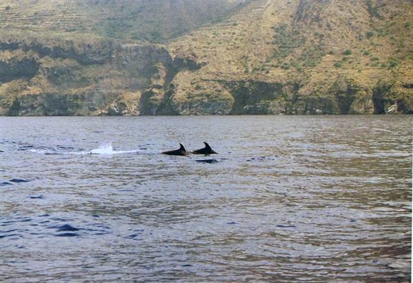 Tursiopi a Lipari - Aeolian Dolphin Research -