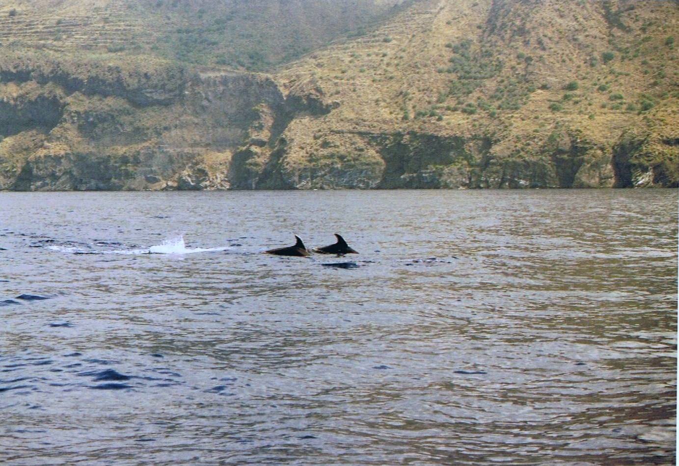 Tursiopi a Lipari - Aeolian Dolphin Research -