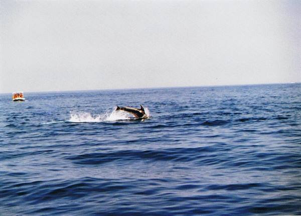 Tursiopi - Aeolian Dolphin Research -