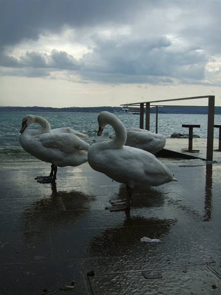 I cigni di Sirmione