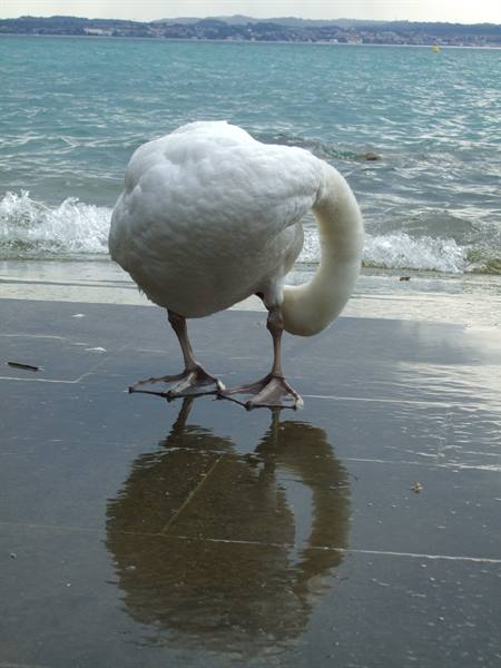Un cigno allo specchio