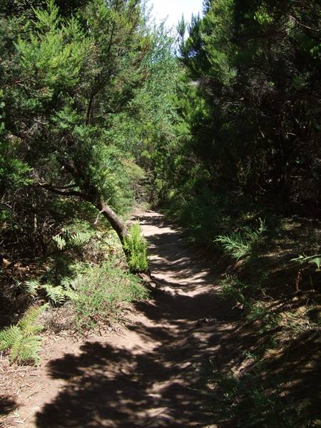 Parque Nacional de Garajonay (La Gomera)