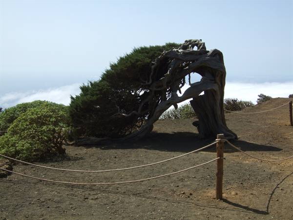 El Sabinar, un ginepro simbolo dell'isola (El Hierro)