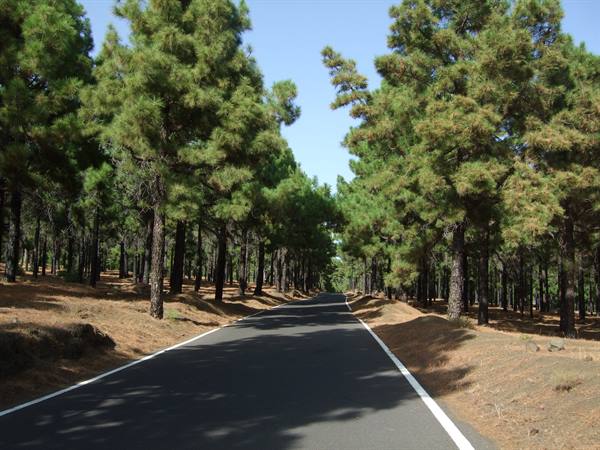 Pineta nel sud de El Hierro