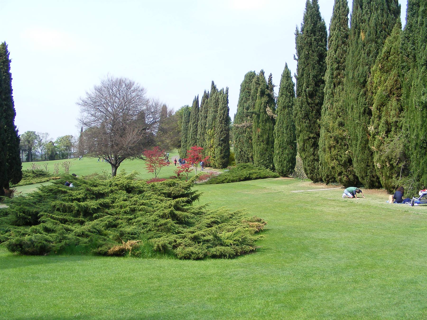 PARCO DI SIGURTA': TULIPANOMANIA
