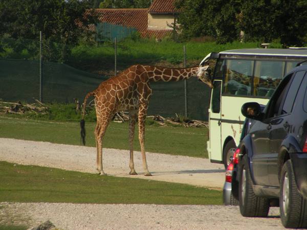 zoo safari