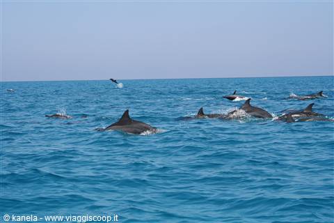 La danza dei delfini