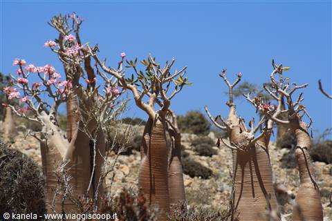 Fioritura degli alberi bottiglia