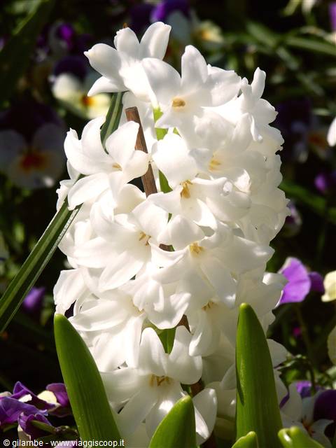 Mainau
