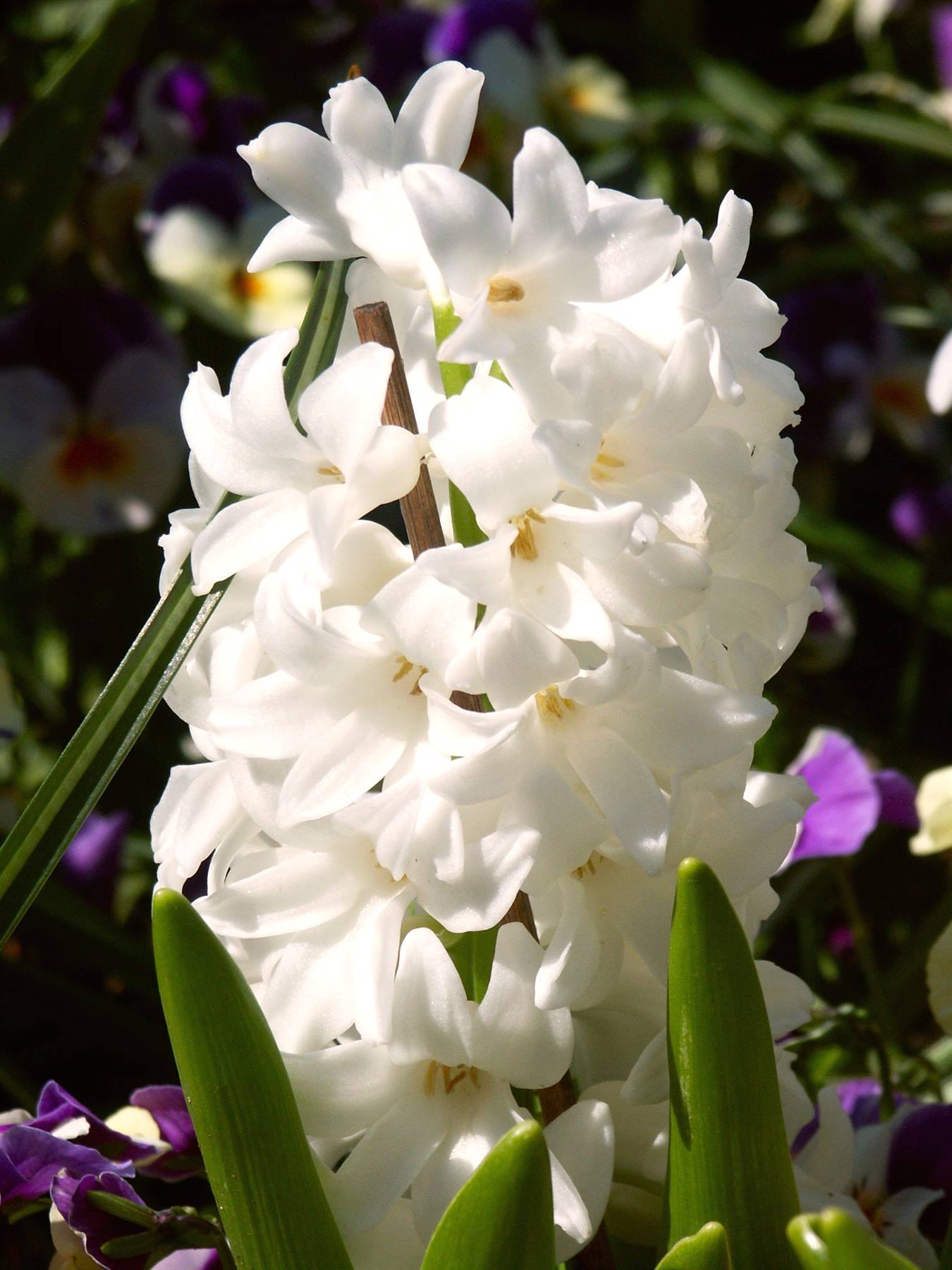 Mainau