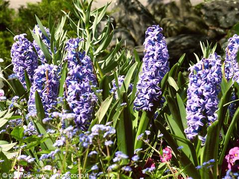 Mainau