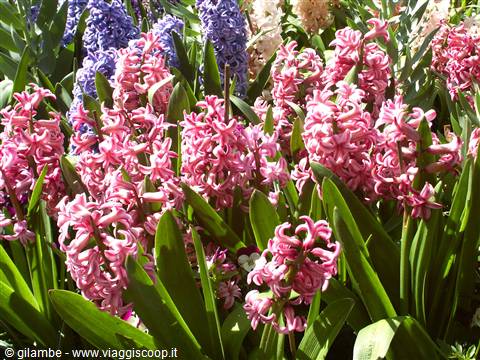 Mainau