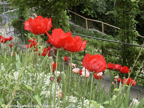 Merano 052 - Giardini di Castel Trauttmansdorff