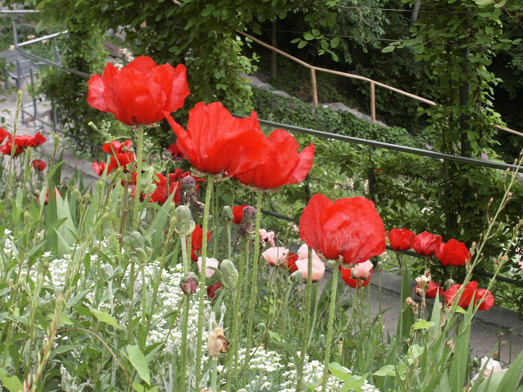Merano 052 - Giardini di Castel Trauttmansdorff
