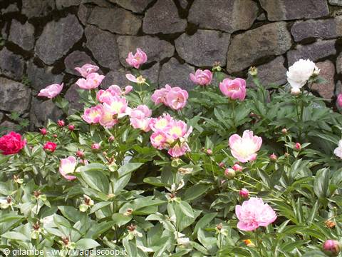 Merano 064 - Giardini di Castel Trauttmansdorff