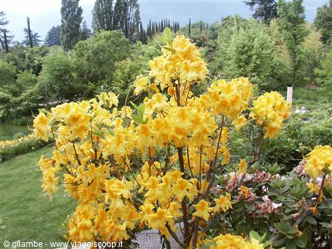 Merano 073 - Giardini di Castel Trauttmansdorff