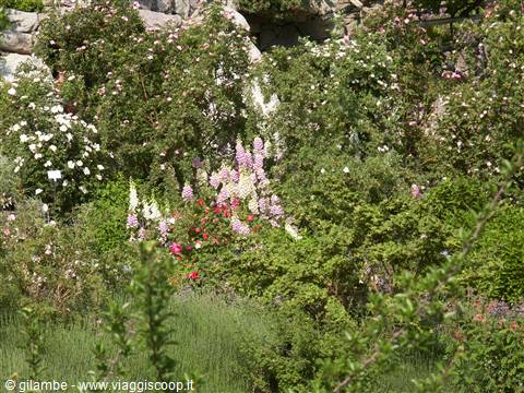 Merano 094 - Giardini di Castel Trauttmansdorff