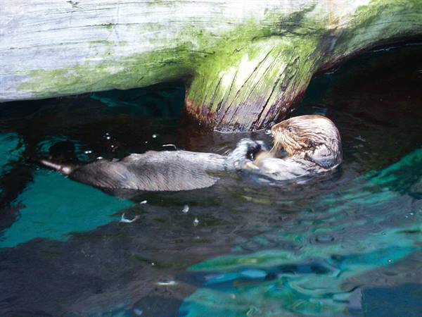 01 Lisbona - 06.22 Parque das Nações - Oceanario