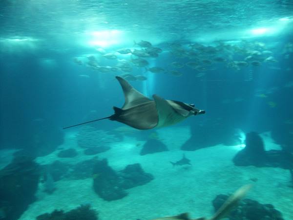 01 Lisbona - 06.25 Parque das Nações - Oceanario