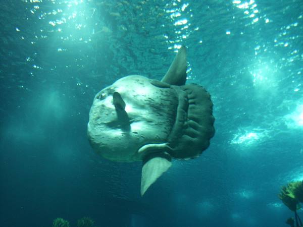 01 Lisbona - 06.26 Parque das Nações - Oceanario
