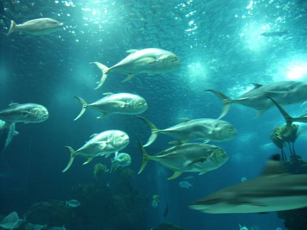 01 Lisbona - 06.29 Parque das Nações - Oceanario