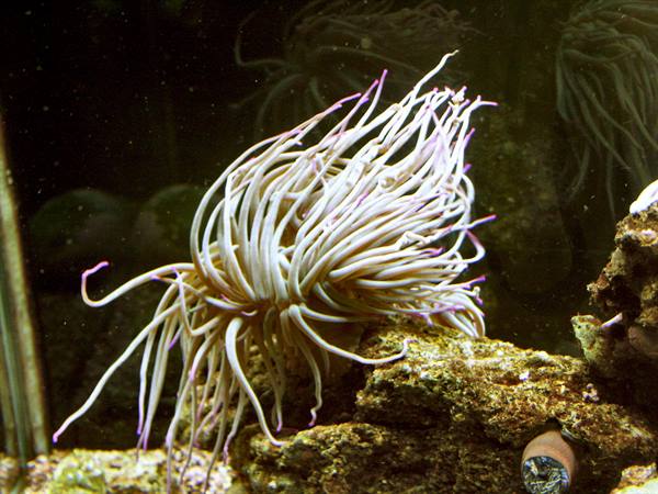 01 Lisbona - 06.31 Parque das Nações - Oceanario